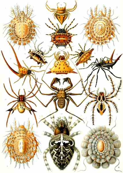 Arachnida arachnids