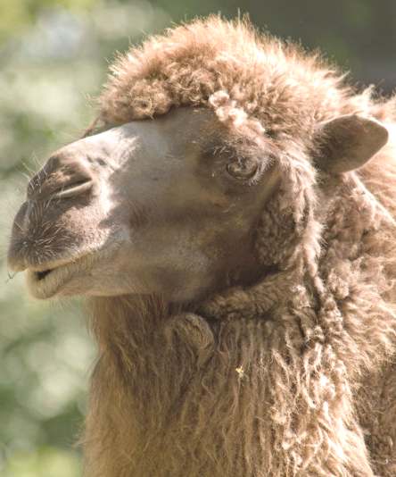 Camel wool or fur