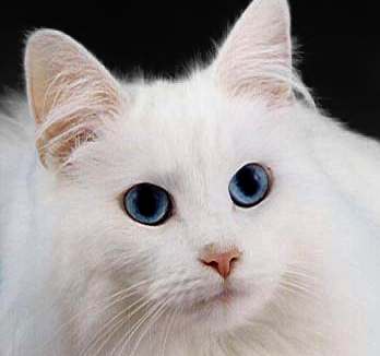 Blue eyes, white fur, beautiful cat combination