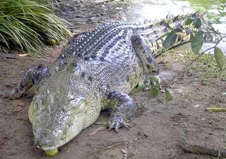 Australian crocodile sleeping
