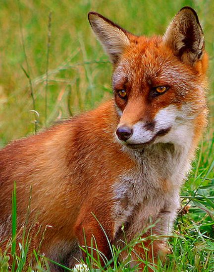 Red fox, Vulpes, vulpes