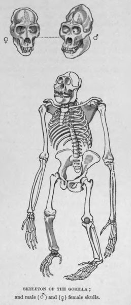 Skeleton of a Gorilla, drawings