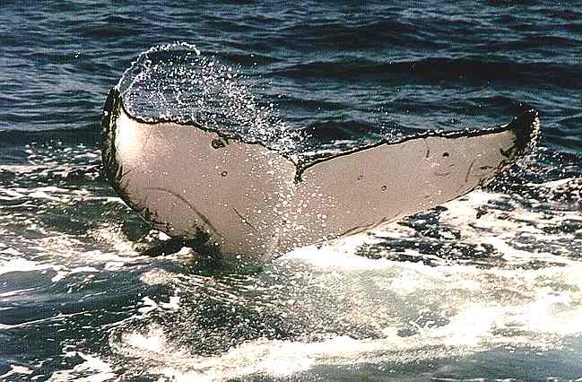 A humpback whale tail displaying wavy rear edges 