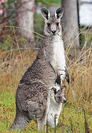Kangaroo and Joey in pouch