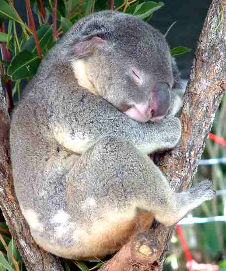 Koala Bear sleeping in tree in a park at Cairns, Australia