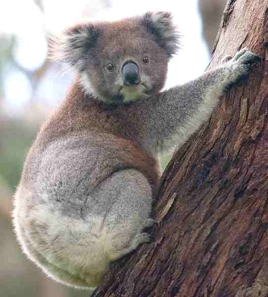 Koala Bear climbing tree Australia, marsupials