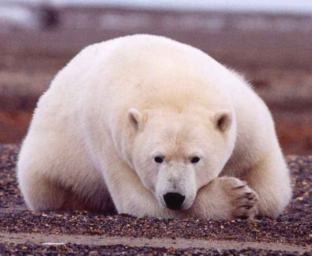 A polar bear resting on his paw