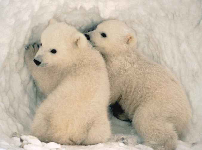Polar bear cubs in their ice home