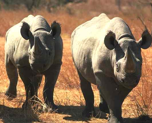 Two curious Rhinos out and about