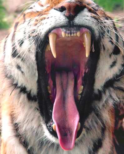 Tigers' HAVE extremely strong jaws and sharp teeth