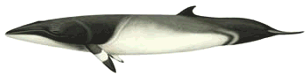 Minke Whale drawing