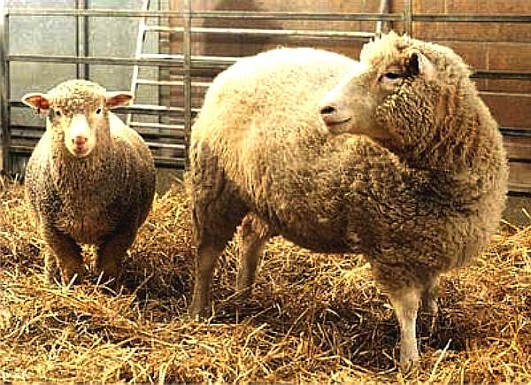 Dolly the cloned sheep and her mother donor and incubator