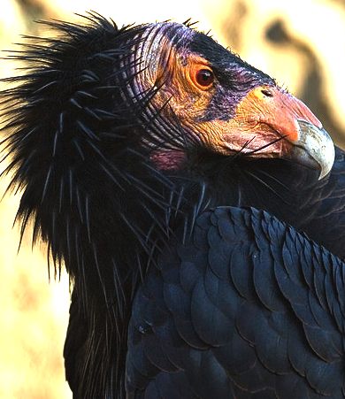 Californian condor, endangered species