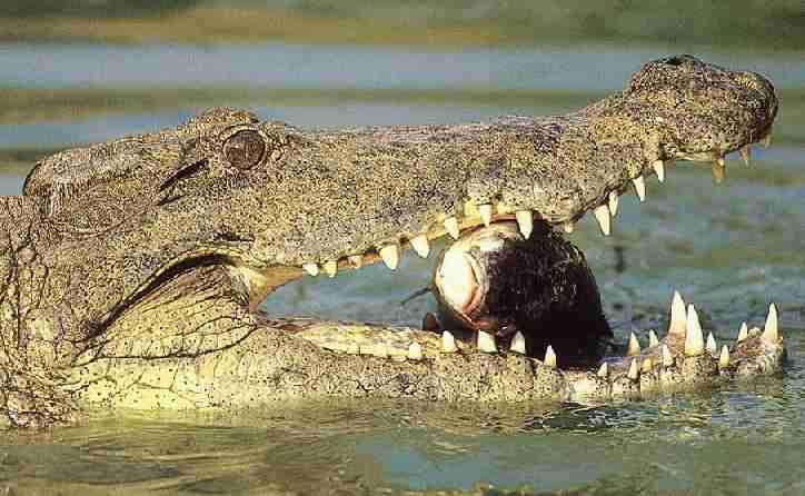 Angler crocodile