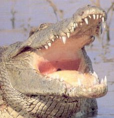 Crocodile with a gaping jaw