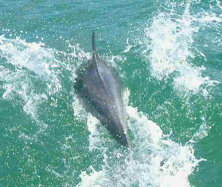 breath of the wild dolphin rom