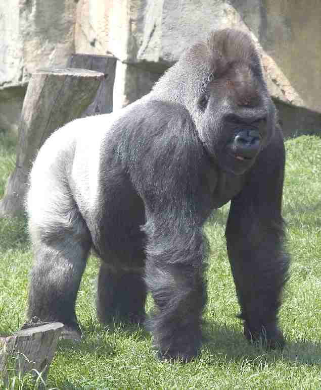 A silverback gorilla not too happy
