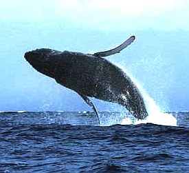 A humpback whale broaching sideways