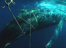 Entangled in rope, a humpback struggles