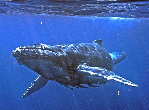 Humpback whale vertically submerged with sucker fish attached