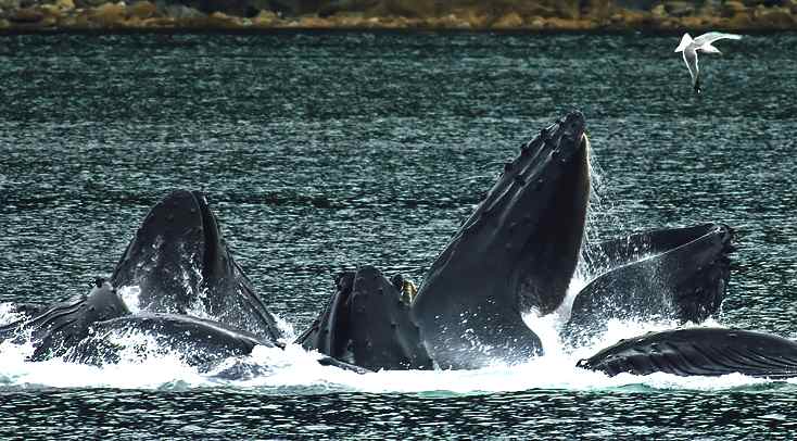 A group of 15 humpback whales bubble net fishing near Juneau, Alaska 