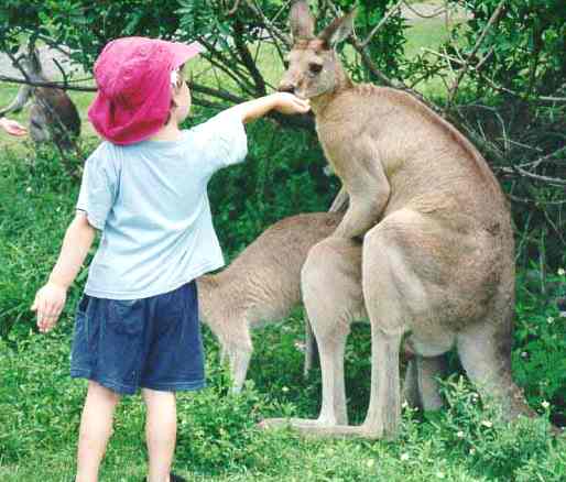 kid feeding kangaroo