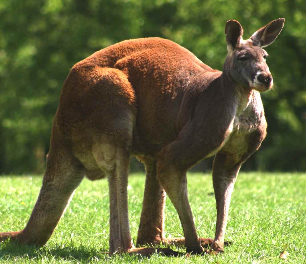 A red kangaroo
