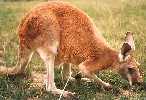 Kangaroos Food