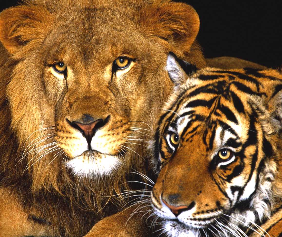 Lion and Tiger playmates, big cats