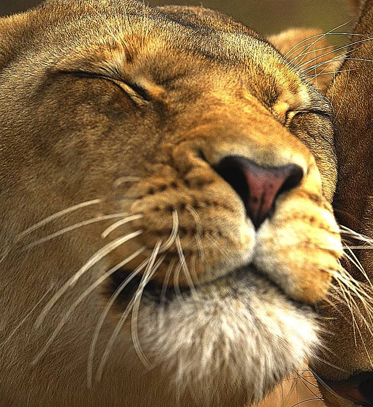Lioness the picture of big cat contentment