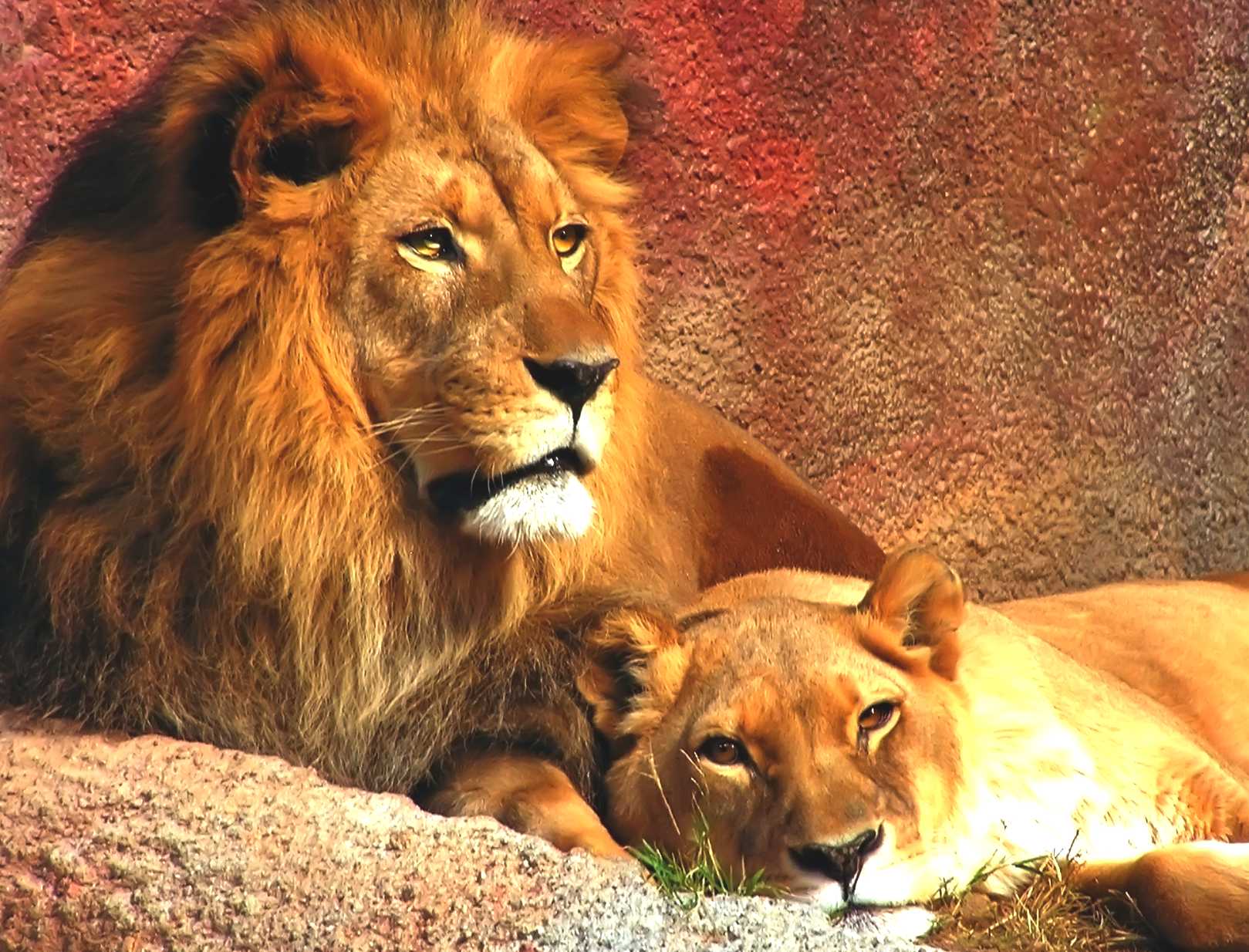 lion and lioness in the lions den, big cats at rest