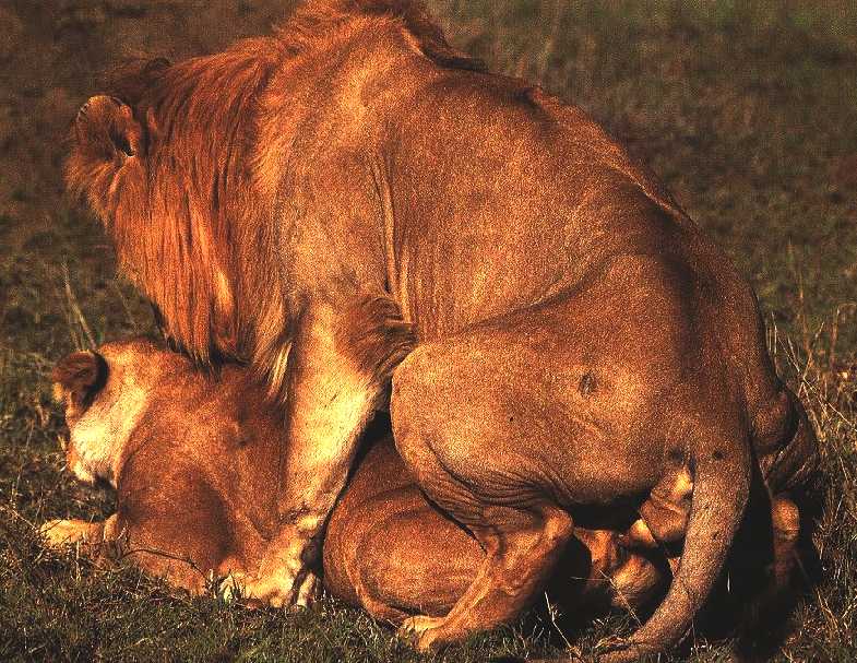 Big cat lions mating