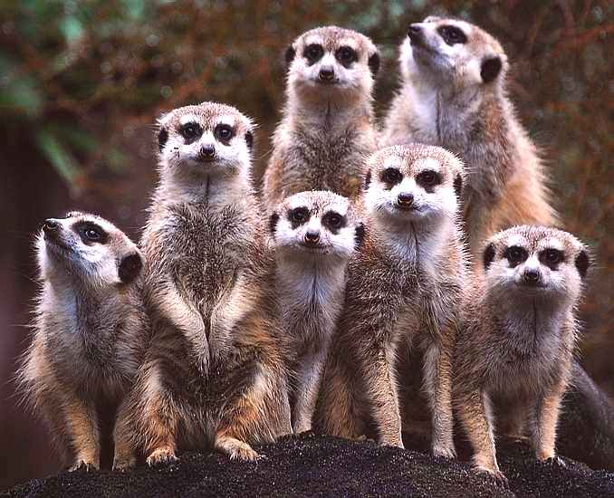 A meerkat family photograph