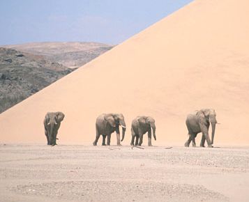 Elephants crossing a desert