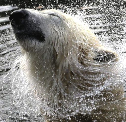 Knut the Polar Bear shakes the water off from swimming, Berlin Zoo