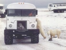 Polar bears communicating with humans and trucks, Canada