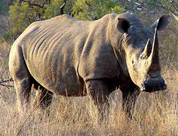 A hungry Rhino in the bush