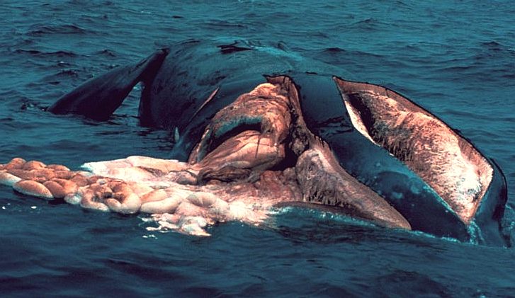 Right whale cut open by ships propeller