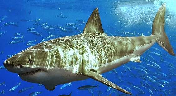 Carcharodon carcharias, the great white shark