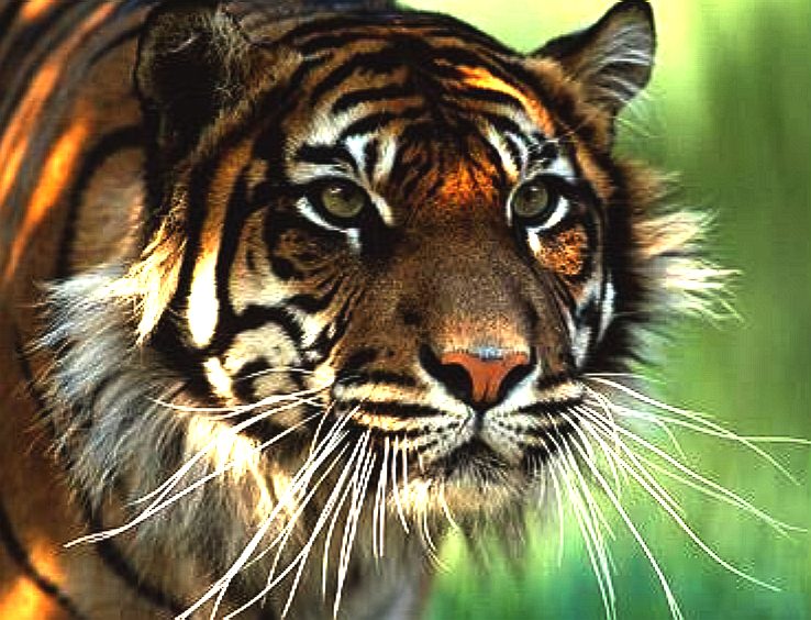 Big cat tiger prowl
