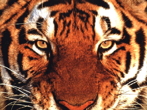Big cat stripey tiger stare