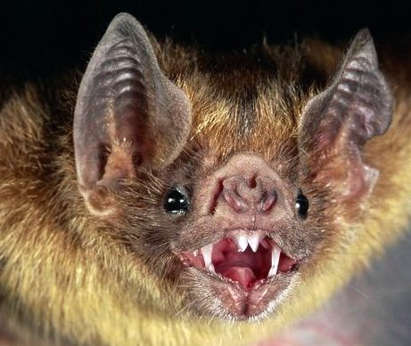 Bats have the most amazing sonar hearing to detect their prey