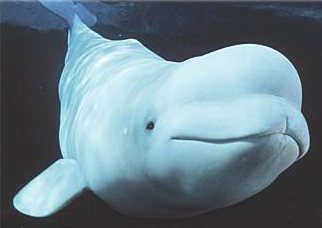Beluga whale submerged