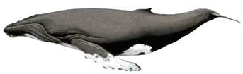 Humpback Whale drawing