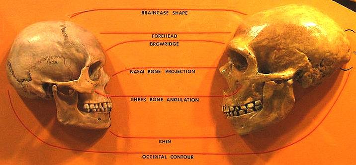 Comparison of Homo Sapiens and Neanderthal skulls 