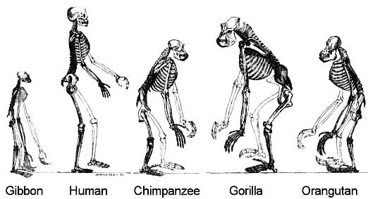 Drawing showing the basic similarities between Human and Ape skeletons