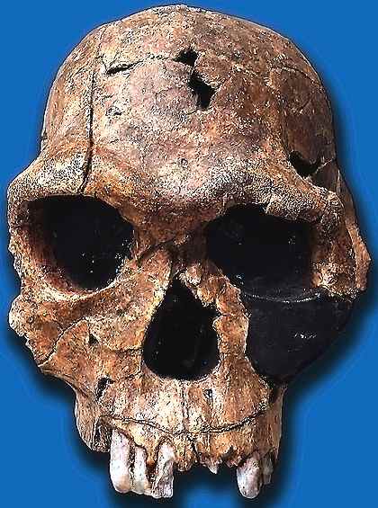 Skull of Homo Habilis from 1813