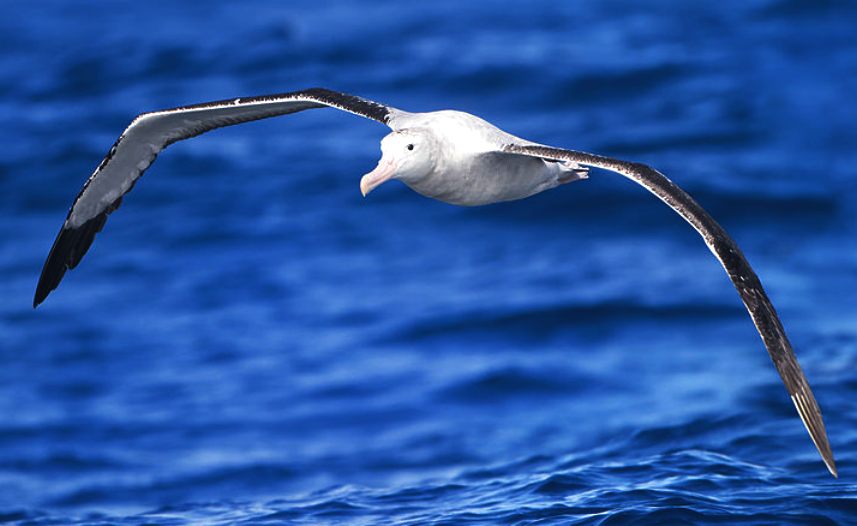 The Albatross, giant seabird, SE Tasmania