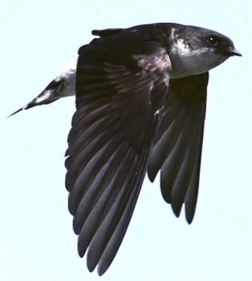 A house martin bird, flying wings thrusting downstroke