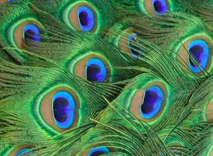 Peacock tail feathers